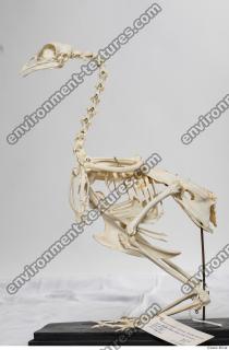 hen skeleton 0001